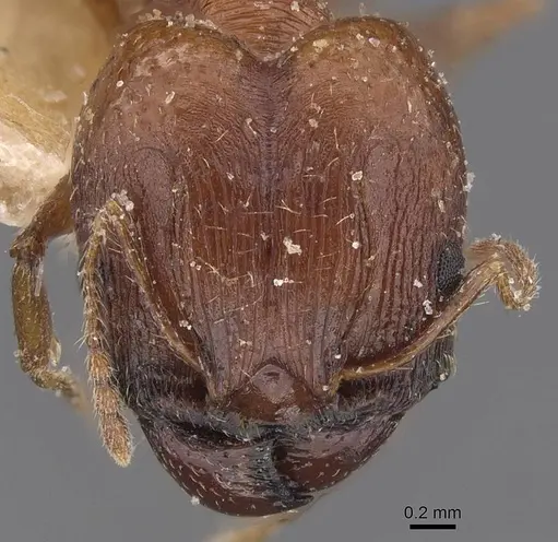 Pheidole prelli - CASENT0913397