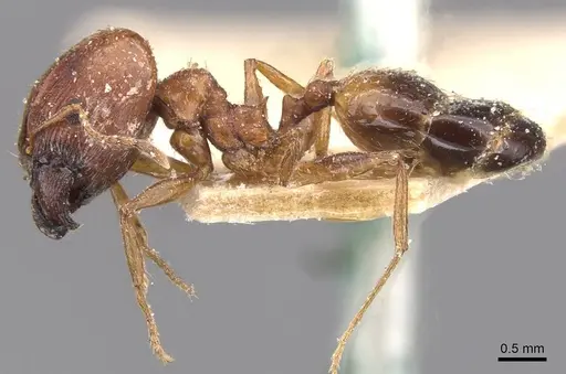 Pheidole prelli - CASENT0913397