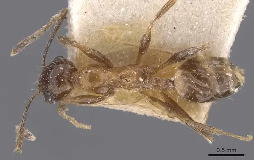 Pheidole prelli - CASENT0913398