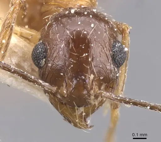 Pheidole prelli - CASENT0913398