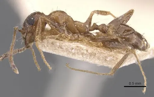 Pheidole prelli - CASENT0913398