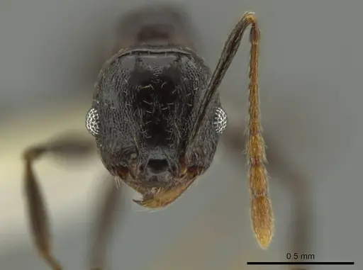 Pheidole probolonotum specimen