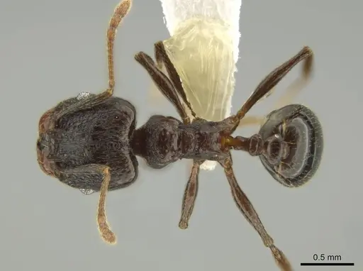 Pheidole probolonotum - CASENT0631751