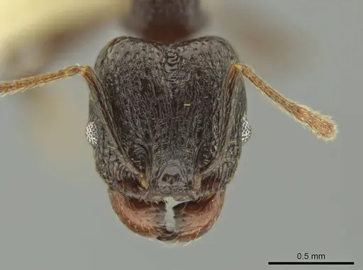 Pheidole probolonotum - CASENT0631751