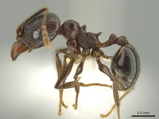 Pheidole probolonotum - CASENT0631751