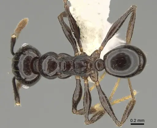 Pheidole probolonotum - CASENT0646485