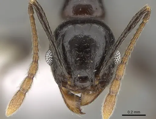 Pheidole probolonotum - CASENT0646485