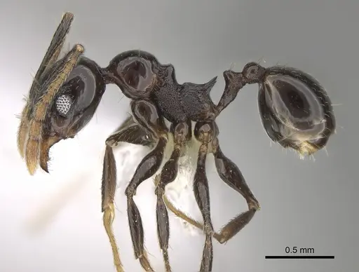 Pheidole probolonotum - CASENT0646485