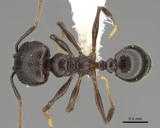 Pheidole probolonotum - CASENT0646490
