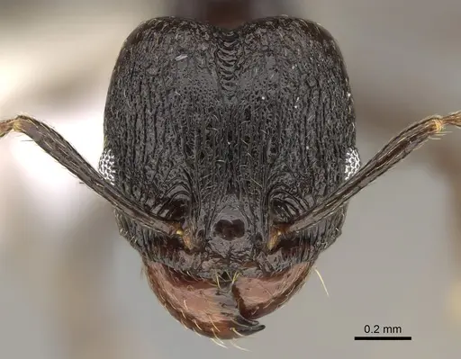 Pheidole probolonotum - CASENT0646490