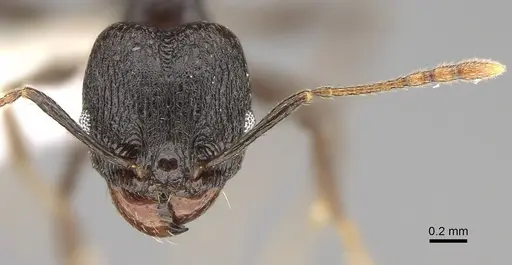 Pheidole probolonotum - CASENT0646490