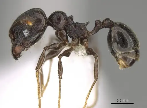 Pheidole probolonotum - CASENT0646490