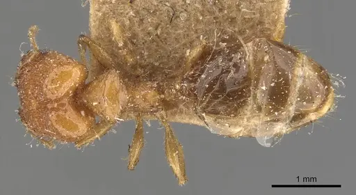 Pheidole pronotalis specimen