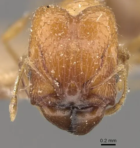 Pheidole pronotalis specimen