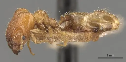 Pheidole pronotalis specimen