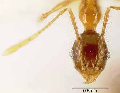 Pheidole prostrata specimen