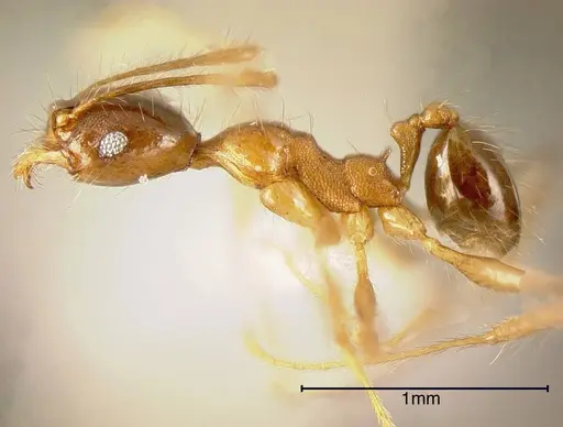Pheidole prostrata specimen