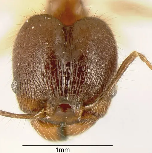 Pheidole prostrata - INBIOCRI001282579