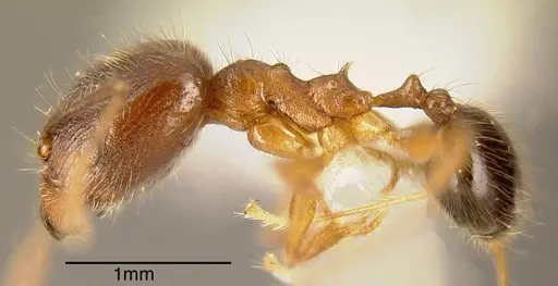 Pheidole prostrata - INBIOCRI001282579