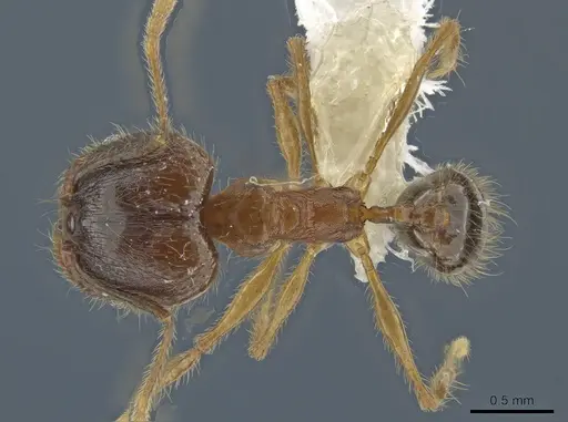Pheidole prostrata - JTLC000004443