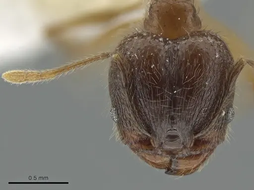 Pheidole prostrata - JTLC000004443