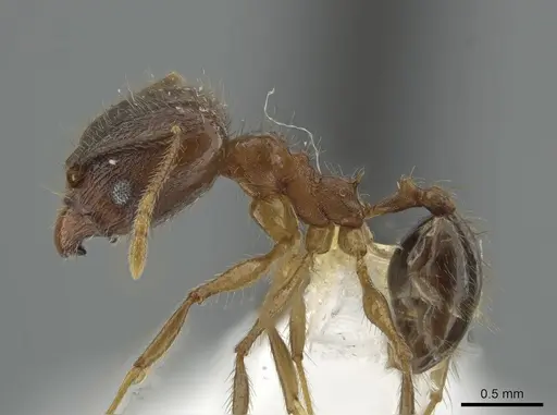 Pheidole prostrata - JTLC000004443