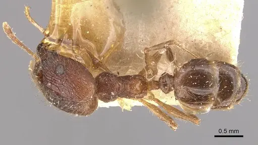 Pheidole protea specimen