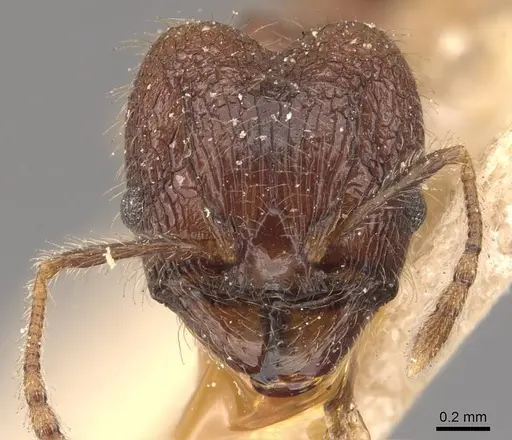 Pheidole protea specimen