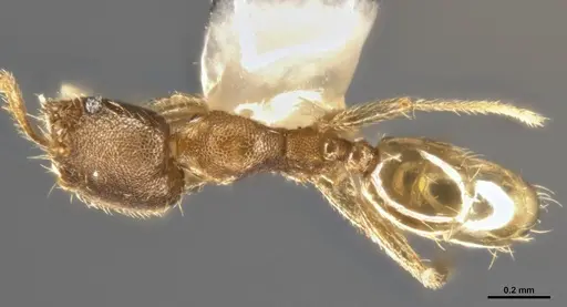 Pheidole protensa specimen