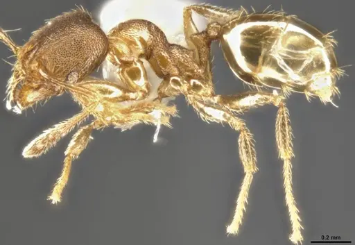 Pheidole protensa specimen