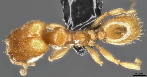 Pheidole protensa - CASENT0283524