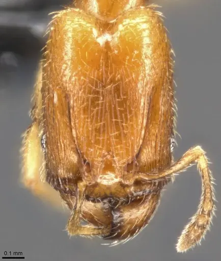 Pheidole protensa - CASENT0283524
