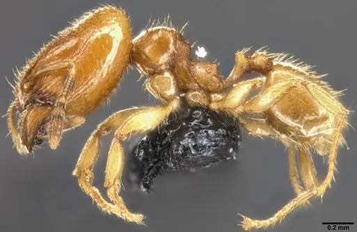 Pheidole protensa - CASENT0283524