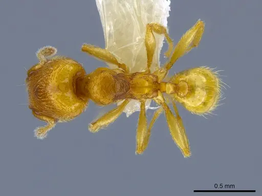 Pheidole protensa - CASENT0633407