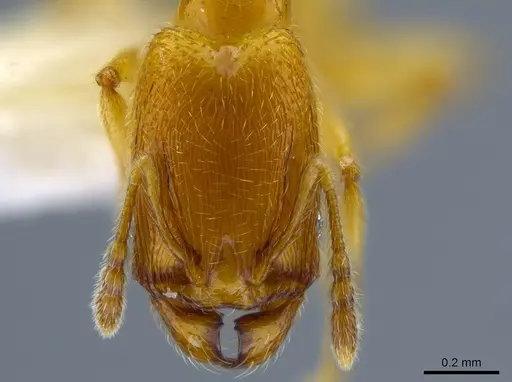 Pheidole protensa - CASENT0633407