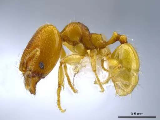 Pheidole protensa - CASENT0633407
