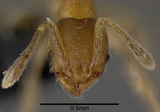 Pheidole protensa - CASENT0635507