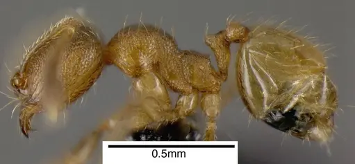 Pheidole protensa - CASENT0635507
