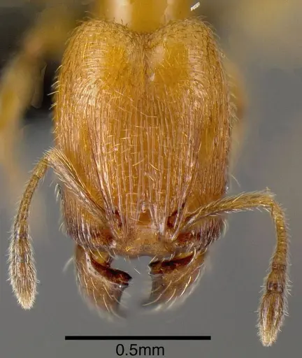 Pheidole protensa - JTLC000006302