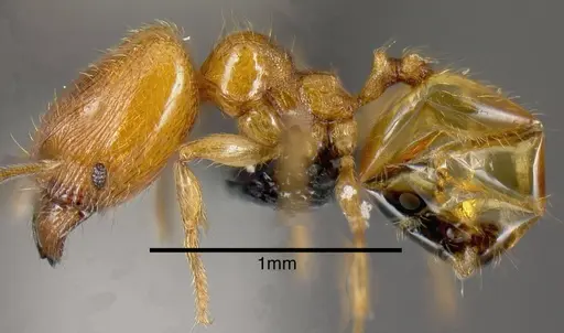 Pheidole protensa - JTLC000006302