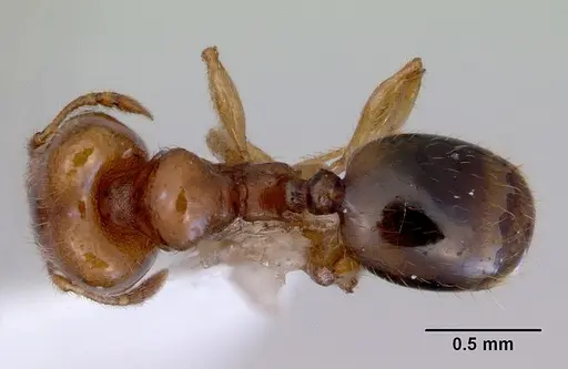 Pheidole proxima specimen