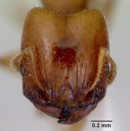 Pheidole proxima specimen