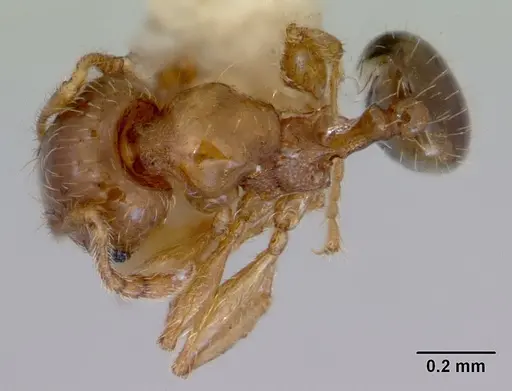 Pheidole proxima - CASENT0172363