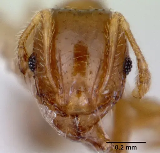 Pheidole proxima - CASENT0172363