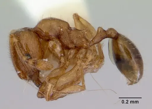 Pheidole proxima - CASENT0172363