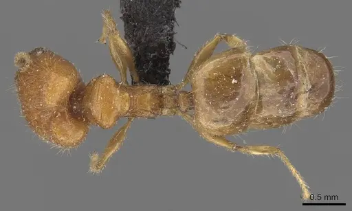 Pheidole proxima - CASENT0908053