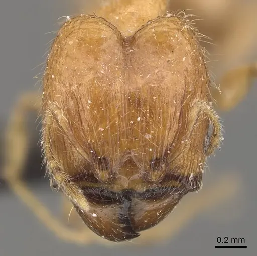 Pheidole proxima - CASENT0908053