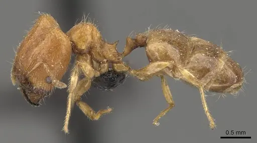 Pheidole proxima - CASENT0908053