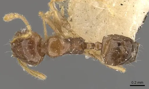 Pheidole proxima - CASENT0908054