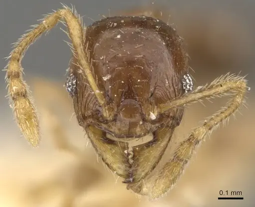 Pheidole proxima - CASENT0908054
